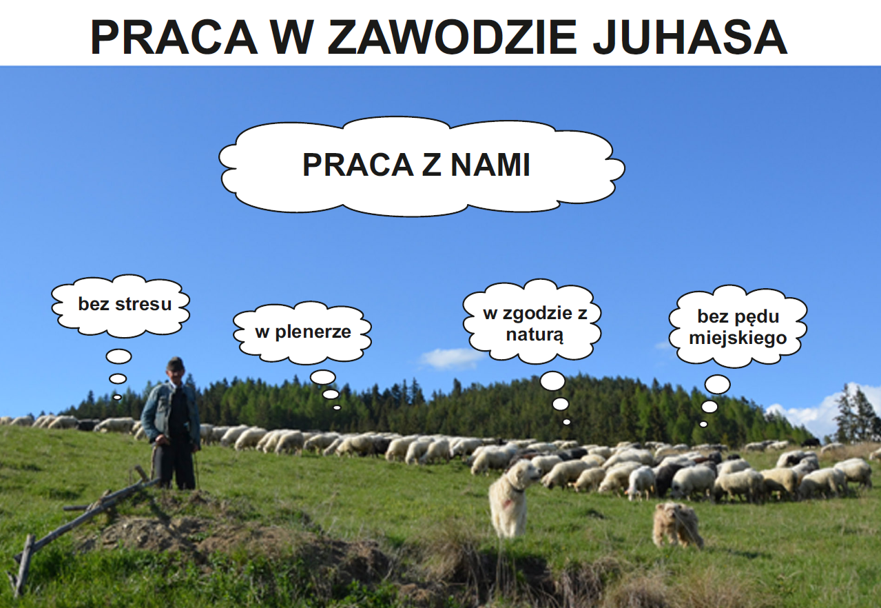 Obrazek przedstawiający Juhasa wypasającego owce